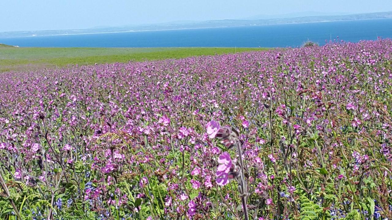 A Beach Holiday In Pembrokeshire Εξωτερικό φωτογραφία